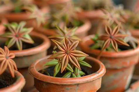 Growing Star Anise In Pots From Seed To Harvest Sharingideas Me