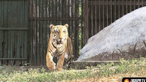 Delhi Zoo Reopens for Visitors 2 months, Know How to Book Online ...