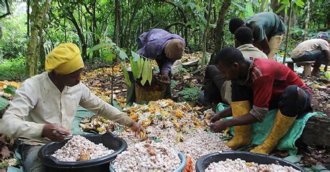 Cameroun La R Colte Du Cacao Commence Espoir Dabondance Dans Les