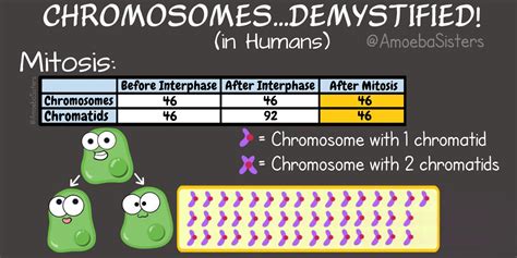 Paramecium Parlor Comics - Science with The Amoeba Sisters