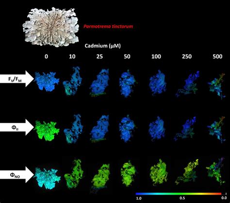 Chlorophyll A Fluorescence Parameters FV FM Maximum Quantum