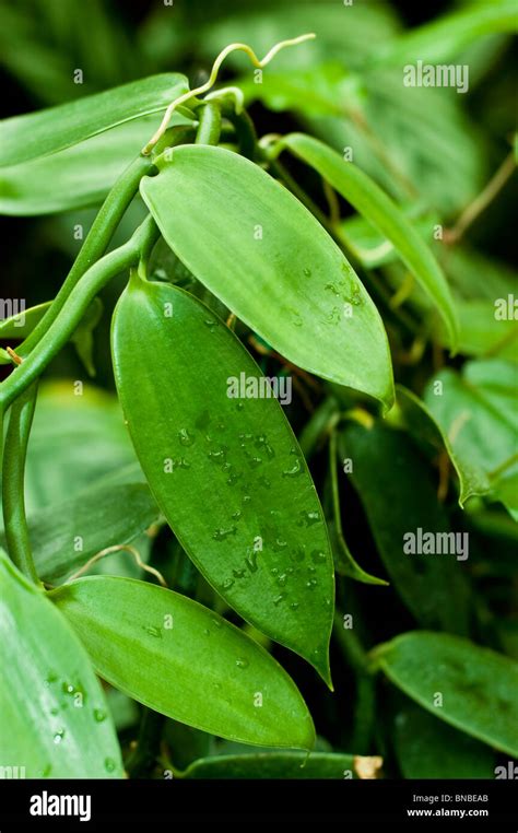 Vanilla Planifolia Vanilla Plant Orchidaceae America Wanilia