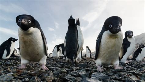 In Anni Il Numero Di Pinguini Di Adelia Al Largo Della Costa