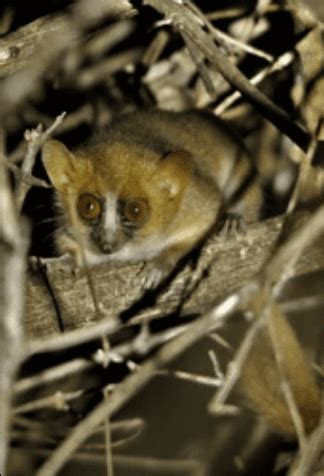 Pygmy Mouse Lemur: A Tiny Wonder of the Forest - Odd Facts