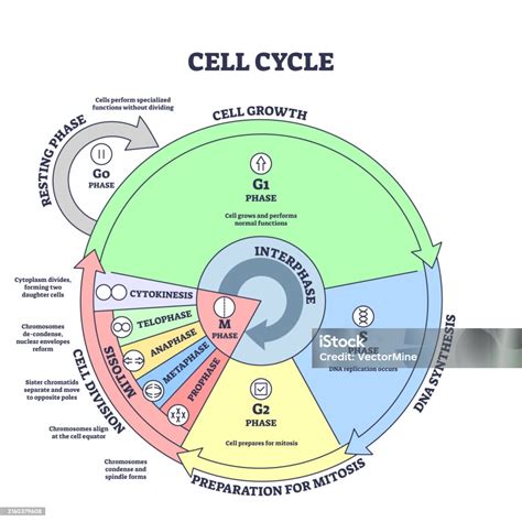 Diagram Garis Besar Siklus Sel Pertumbuhan Mitosis Sintesis Dan Tahap