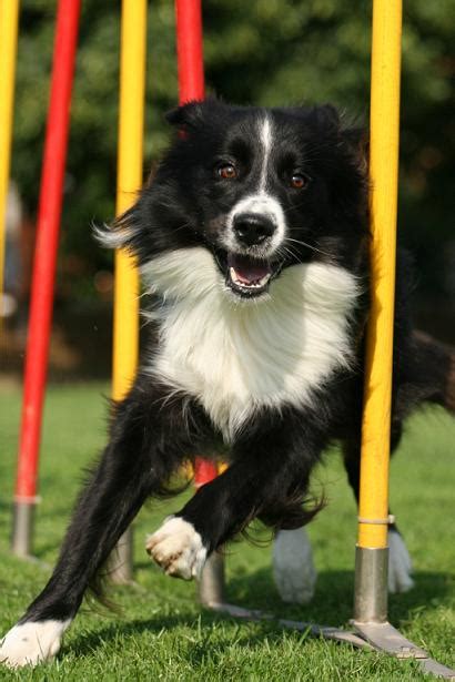 Agility Paderborner Hundefreunde E V Hundeschule Paderborn