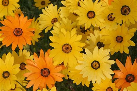 Many Yellow And Orange Flowers Are Together