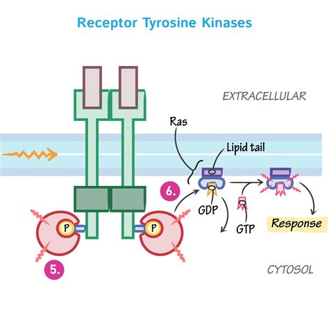 General Biology Glossary Receptor Tyrosine Kinase Ditki Medical