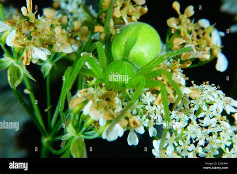 Green huntsman spider Stock Photo - Alamy