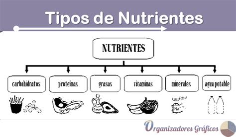 Organizador Gráfico Sobre Los Tipos De Nutrientes Organizadores Gráficos