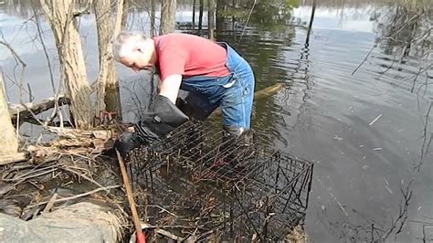 Beaver Cage Trapping Youtube