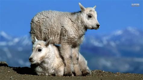 Mountain Goats - Goats Wallpaper (38676825) - Fanpop