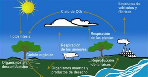 TRANSFERENCIA DE ENERGÍA Ecosistemas Transmisión de Energía