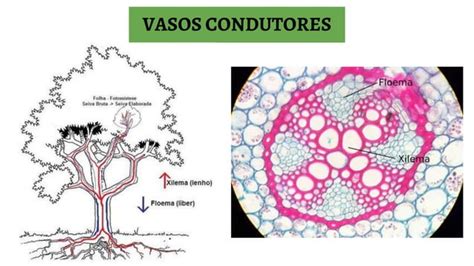 Anatomia E Morfologia Vegetal Ensino M Dio Ppt