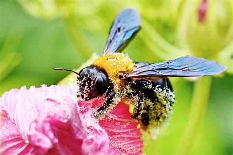 Shallow Focus Photo Of Bee On Flower Carpenter Bee Cotton Hd