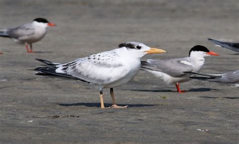 Terns and shorebirds in the Sedges » BirdQuiz.net