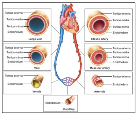 C The Structure And Functions Of Arteries Arterioles Capillaries