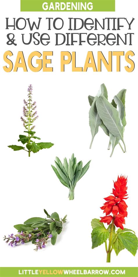 9 Popular Types Of Sage Plants And Their Helpful Uses Sage Plant