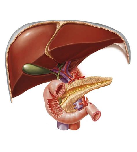 The Liver And The Duodenum By Marcin Oleksak Medical Illustration