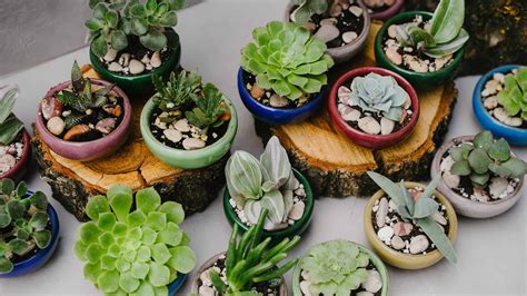 7 Popular Indoor Succulents - A-Z Animals