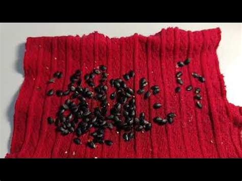 Маракуйя/Пассифлора. Северная, Фоэтида, Телесноцветная, обычная из ...