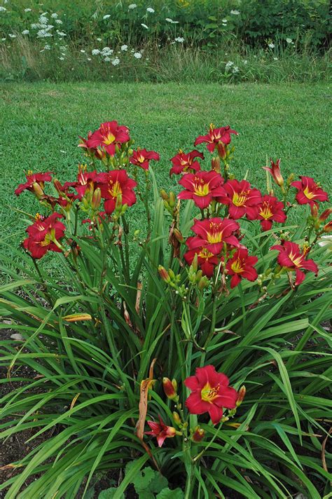 Hemerocallis Pardon Me M 15 L Viveros Sustrai