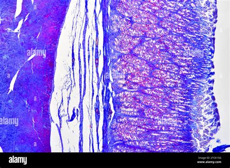 Stomach Histology Gastric Hi Res Stock Photography And Images Alamy