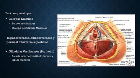 Anatomia De Piso Pelvico Musculo Elevador Del Ano Ppt