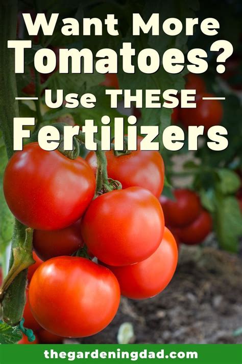 Best Tomato Fertilizers For More Tomatoes Tomato Fertilizer