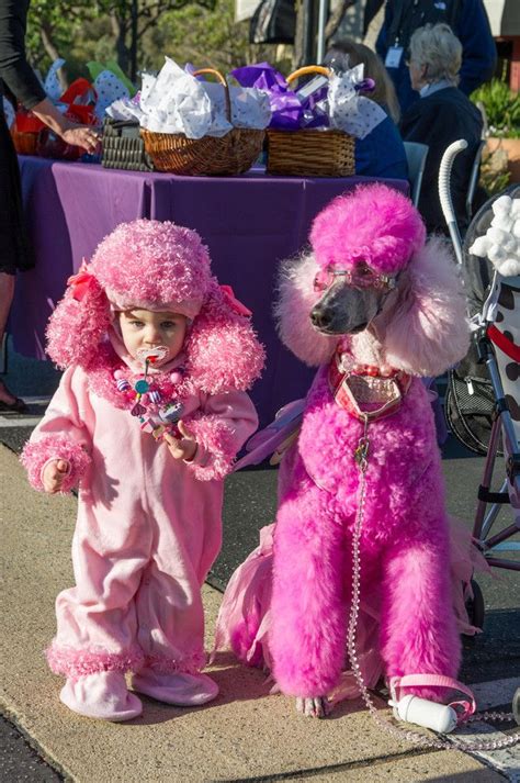 Poodle Day 2013 Parade Dagmar This Is The Cutest Thing Ive Ever