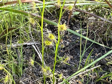 Tall Sundew From Oakes Ave Clayton South VIC AU On September 6 2023