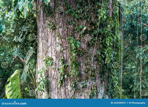 Kapok Tree Trunk, Amazon Rainforest Stock Image - Image of deciduous ...