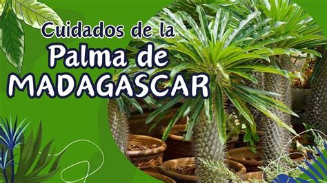 Cuidados De La Palma De Madagascar Pachypodium Lamerei Gu A Completa