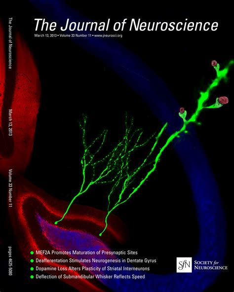 About The Cover — March 13 2013 33 11 Journal Of Neuroscience