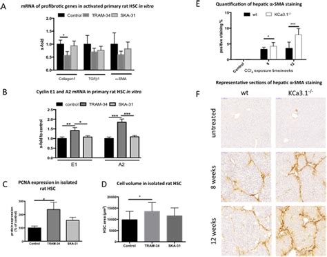 Effect Of Kca Deficiency And Inhibition On Activated Hsc In Vivo