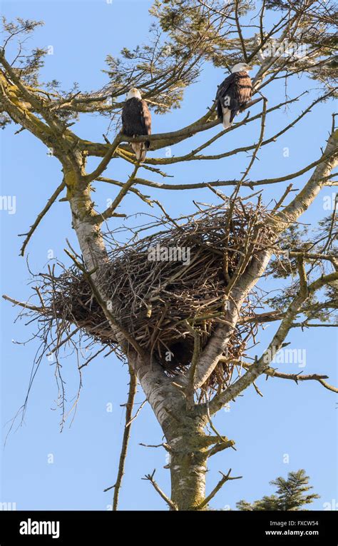 Eagle nest wildlife sanctuary hi-res stock photography and images - Alamy