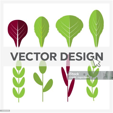 Salad Ingredients Leafy Vegetables Vector Flat Icons Set Organic And Vegetarian Borage And