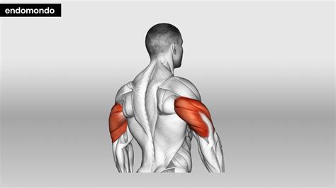 7 Tricep Stretches For Tight Muscles Relief And Safety Tips 2025