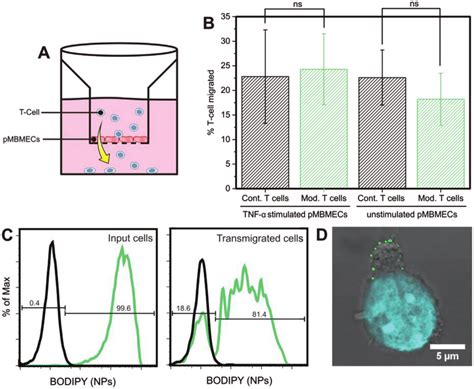 A Schematic Overview Of The Two Chamber In Vitro Transendothelial Download Scientific Diagram