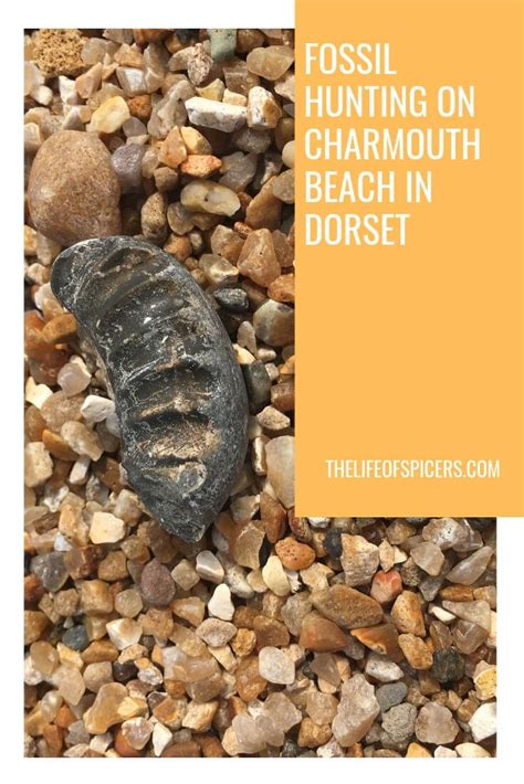 Charmouth Beach Fossil Hunting | Fossil hunting, Charmouth beach, Fossil