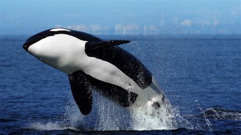 Orca Caracter Sticas Qu Come D Nde Vive C Mo Nace