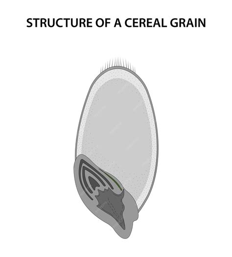 Premium Vector | Structure of a cereal grain caryopsis