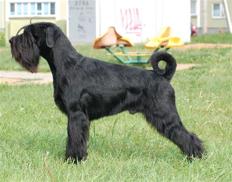 Standard Schnauzer | Standard schnauzer, Schnauzer, Beautiful dogs