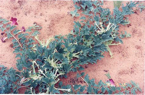 Экстракт мартинии душистой (Harpagophytum procumbens)
