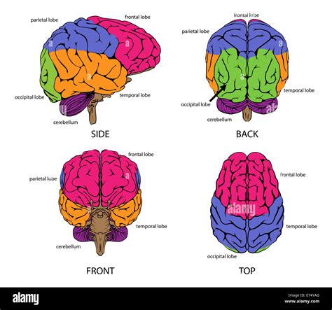 Human Brain Front Illustration