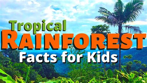 Rainforest Facts For Kids All About The Amazon And Other Tropical