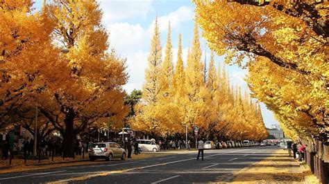 Autumn leaves in Japan: What trees turn colors?