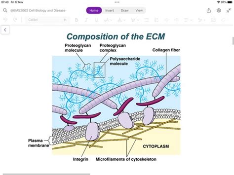 BMS2002 Lecture 10 ECM Homeostasis Flashcards Quizlet