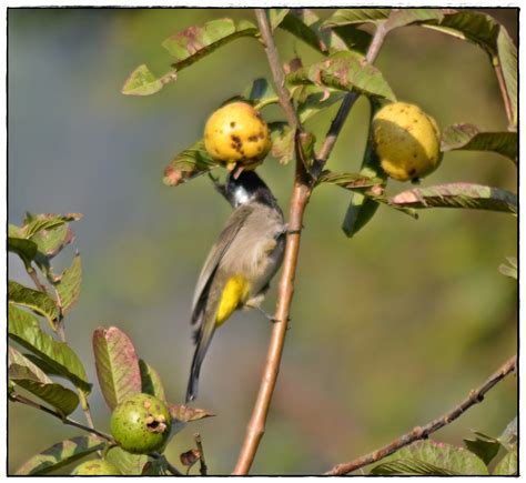 Indian Birds Photography And Details The Himalayan Bulbul Pycnonotus