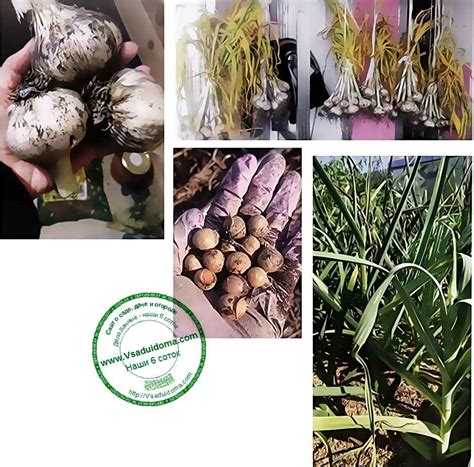 Чеснок Рокамболь Посадка И Уход Фото — Фото